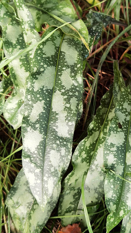 Pulmonaria officinalis en fleurs dans un sous-bois frais et ombragé